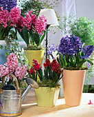 Hyacinthus ORIENTALIS 'Delft Blue ' (Dunkelblau)