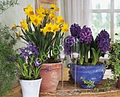 Spring arrangement with daffodils, hyacinths and blue stars