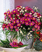 Bouquet with asters, September herb