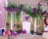 Krokusse in lila mit Hanf umwickelt und mit Blüten von