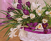Crocus vernus (Crocuses in white and purple)