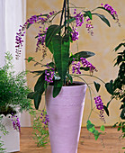 Hardenbergia 'Violacea'