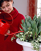 Planting a white spring bowl