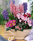 Schale bepflanzt mit Hyacinthus, Cyclamen, Primula