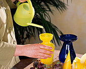 Growing hyacinths on a water glass 1st step