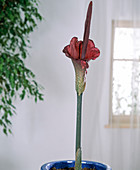 Amorphophallus flower