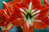 Hippeastrum - Hybr. 'Hermitage'