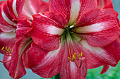 Hippeastrum hybrid