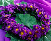 Wreath of autumn asters