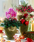 Cyclamen persicum (Cyclamen), Pernettya mucronata decorated for Christmas