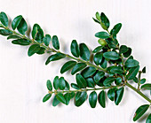 Zweige von Buxus sempervirens - Buchsbaum