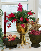 Schlumbergera (Christmas cactus) decorated for Christmas