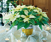 Euphorbia pulcherrima 'Silverstar White', Weihnachtsstern