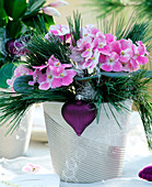 Saintpaulia ionantha (Usambara violet) decorated with flowers