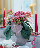 Kalanchoe blossfeldiana decorated for Christmas