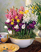 Hyacinthus orientalis, Crocus vernus, Narcissus