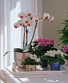Phalaenopsis-Hybr. (Schmetterlingsorchidee)