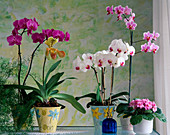Phalaenopsis-Hybride (Schmetterlingsorchidee)