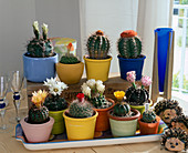Cacti for permanent cultivation