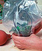 Step 7: Plastic bag to prevent evaporation