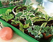 Heatable indoor greenhouse