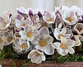 Crocus 'Prince Charles'