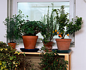 Wintering of potted plants