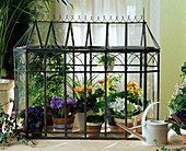 Indoor greenhouse with Saintpaulia, begonias