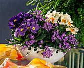 Bowl with Primula acaulis (Primrose)