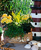 Muschelkorb mit Begonia Elatior, Codiaeum