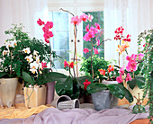 Phalaenopsis und Dorifaenopsis hybride