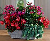 Bowl with Rhipsalidopsis (Easter cactus)