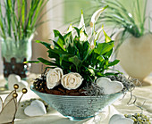 Bowl with Spathiphyllum (monocot)