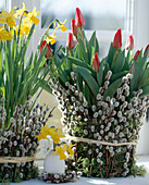 Tulipa greigii, Narcissus 'Tete á Tete' (lily-flowered tulips)