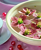 Bowl with Helleborus orientalis,