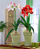 Hippeastrum hybrids (Amaryllis)