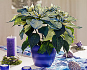Euphorbia pulcherrima / Fantasiesterne' blau gesprüht