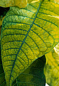Euphorbia pulcherrima 'Fantasiestern' mit Pflanzenfarbe