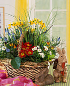 Basket with Muscari, Narcissus, Primula, Bellis, Viola