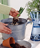 Hyacinths on glass