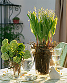 Maiglöckchen und Schneeball-Blüten als Tischdekoration