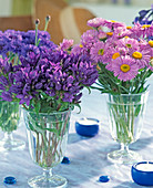 Erigeron (fine radiant aster), Campanula glomerata