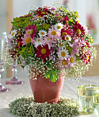 Argyranthemum frutescens 'Bright Carmine', 'Summit pink'
