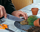 Over-aged Scirpus (Sedge) propagate by dividing