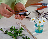 Argyranthemum frutescens, in a test tube