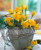 Narcissus hybr (daffodils, thyme branches)