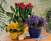 Bouquet of tulips, primroses, grape hyacinths