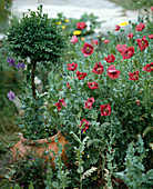 Terrakottatopf mit Buxus (Buchs-Stämmchen) und Lathyrus (Duftwicke)