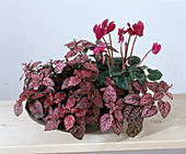 Hypoestes phyllostachya (dot leaf) and Cyclamen persicum