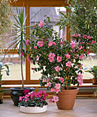 Camellia hybrids